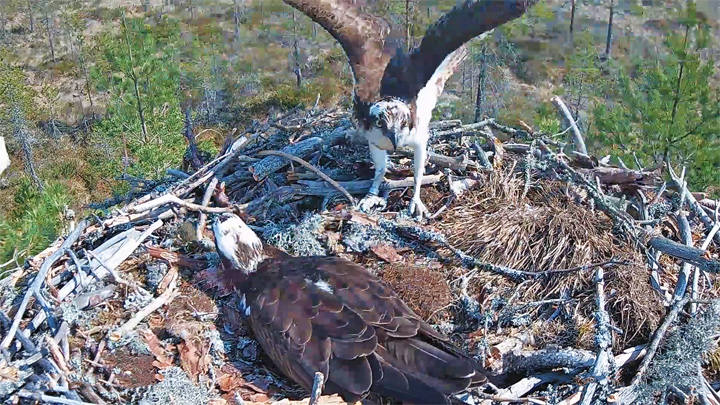 Онлайн веб-камера возле гнезда скоп, Сатакунта, Финляндия (Сатакунта, Финляндия)